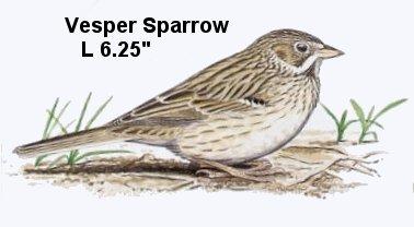 Vesper Sparrow