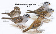 White-crowned Sparrow