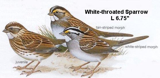 White-throated Sparrow