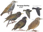 European Starling