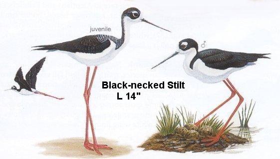 Black-necked Stilt