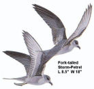 Fork-tailed Storm-Petrel