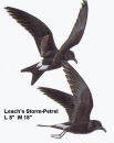 Leach's Storm-Petrel