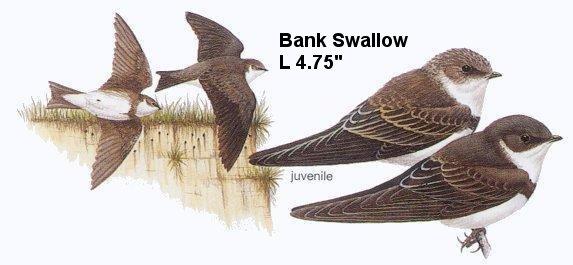 Bank Swallow