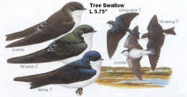 Swallow-Tree