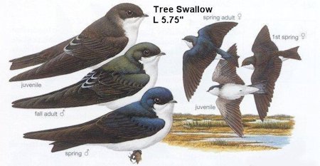 Tree Swallow