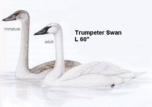 Trumpeter Swan