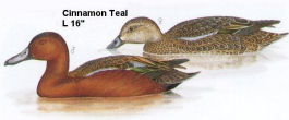 Cinnamon Teal