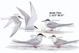 Arctic Tern