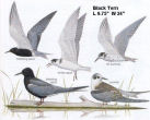 Black Tern