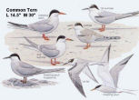 Common Tern