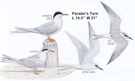 Forster's Tern