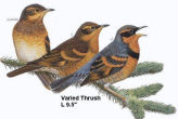 Varied Thrush