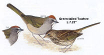 Green-tailed Towhee