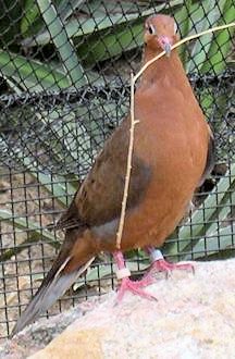 Brown-backed Emerald Dove