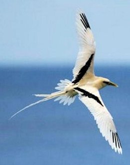 White-Tailed Tropic Bird 