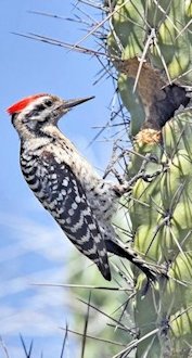 Ladder-back Woodpecker