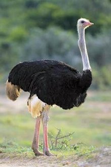 Ostrich 