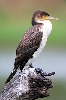 White-breasted Cormorant 
