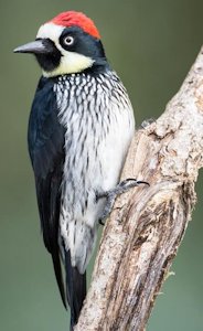 Male Acorn Woodpecker