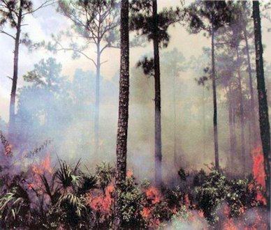 Slash Pine Forest is Burned