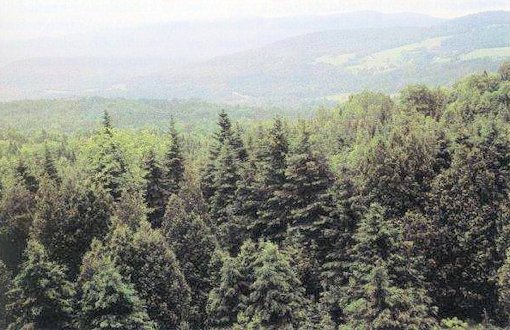 Northern Coniferous Forest