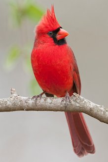 Northern Cardinal