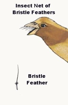 Bristle Feather