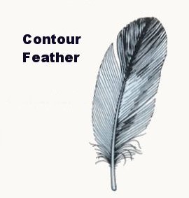 flight contour feather