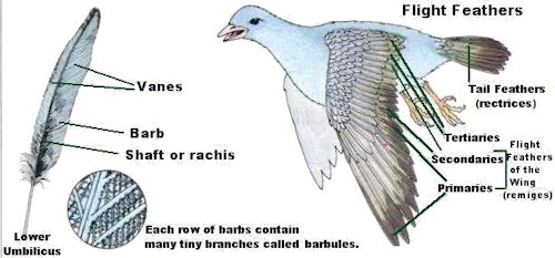 Bird Flight Feathers