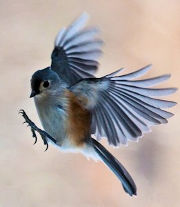 Bird Wing Morphology