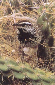 Cactus Wren Habitat