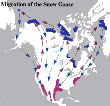 Migration Routes of the Snow Geese
