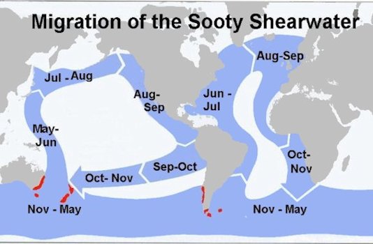 Migration Paths of the Sooty Shearwater