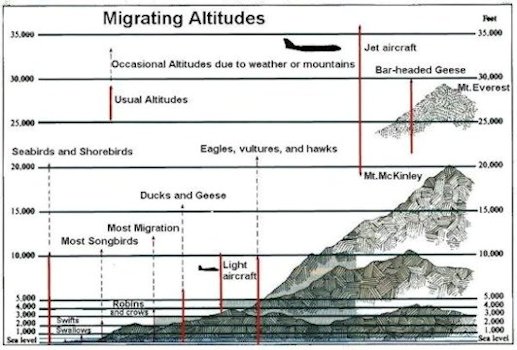 Migration Altitudes