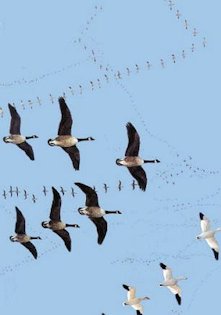 Greater White-fronted, Snow, and Canada Geese migrate in spectacular formation.