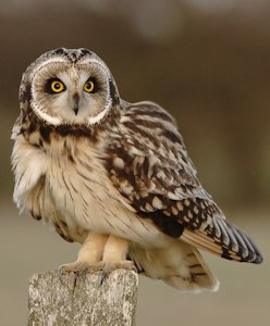 Short-eared Owl 
