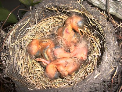 Indigo Bunting Chicks 