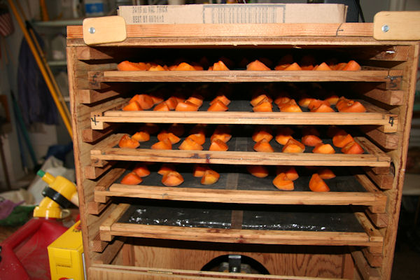 drying apricots in dehydrator