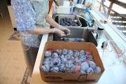 Canning Dried Prunes Step 1