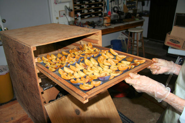 Step 11 - Into the Dehydrator 