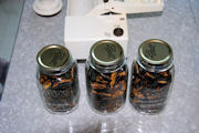 Canning Dried Prunes, Step 16