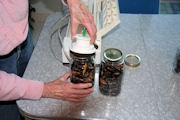 Canning Dried Prunes, Step 17