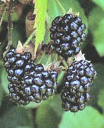 Blackberries