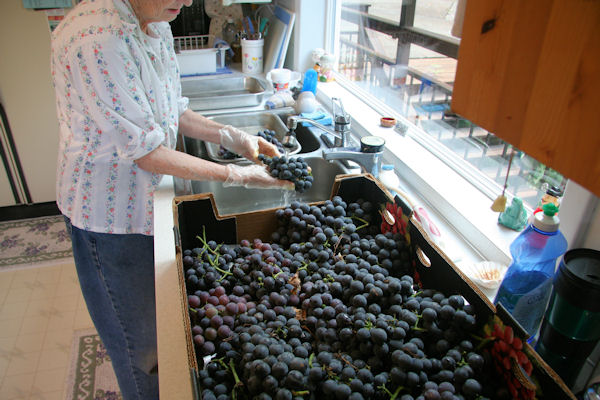 Step 1 - Wash Grapes 