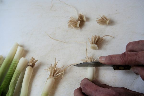 Step 4 - Trim Onions