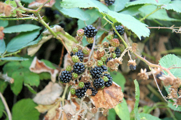 Step 2 - Fresh Ripe Blackberries 