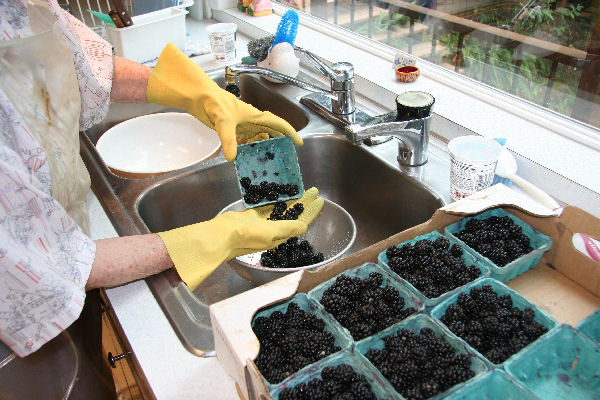 Step 3 -  Sorting the Blackberries
