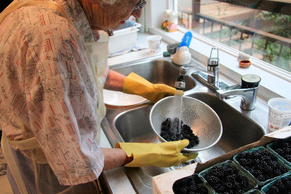 Step 4 -  Wash the Blackberries
