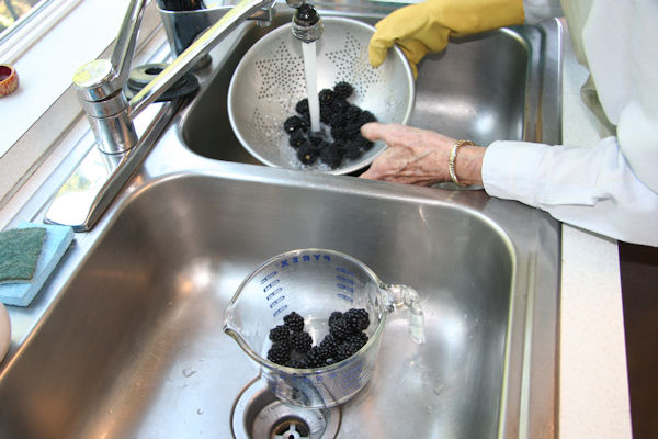 Step 2 - Wash Blackberries